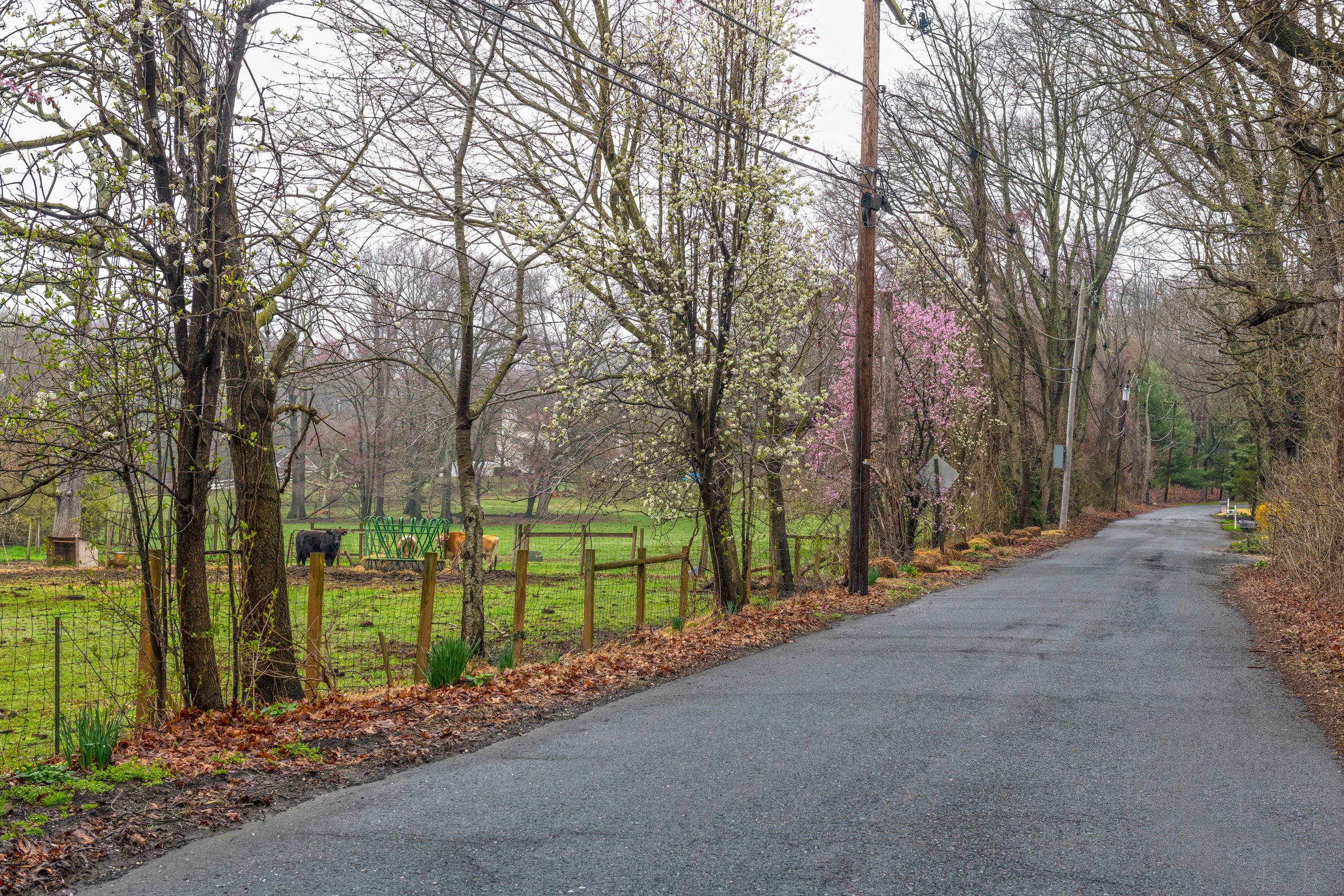 A rural country road surrounded by Spring blossoms in Monroe New Jersey